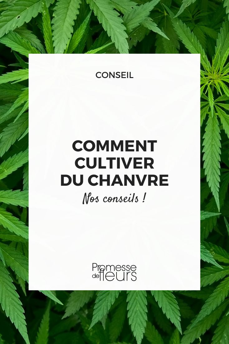 sativa cannabis cultivation