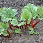 When and how to transplant rhubarb?