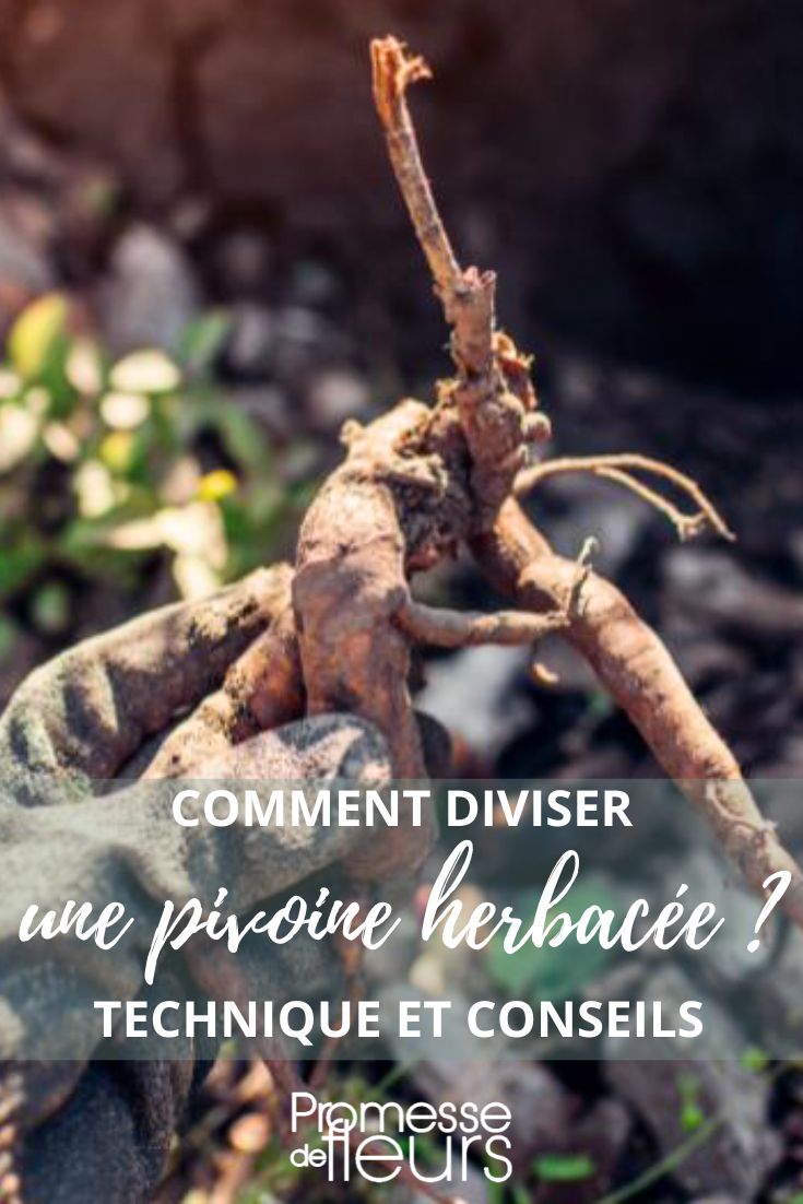 Propagating herbaceous peonies by division