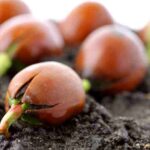 How to germinate tree seeds?