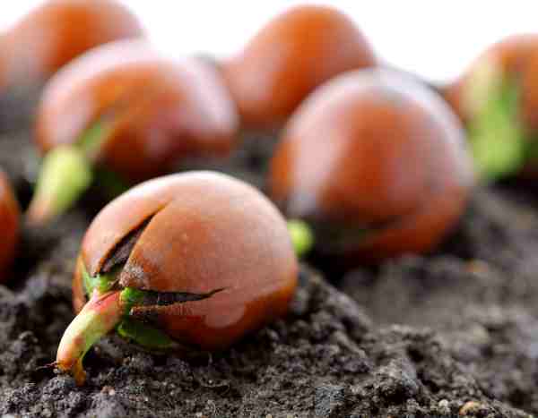 How to germinate tree seeds?