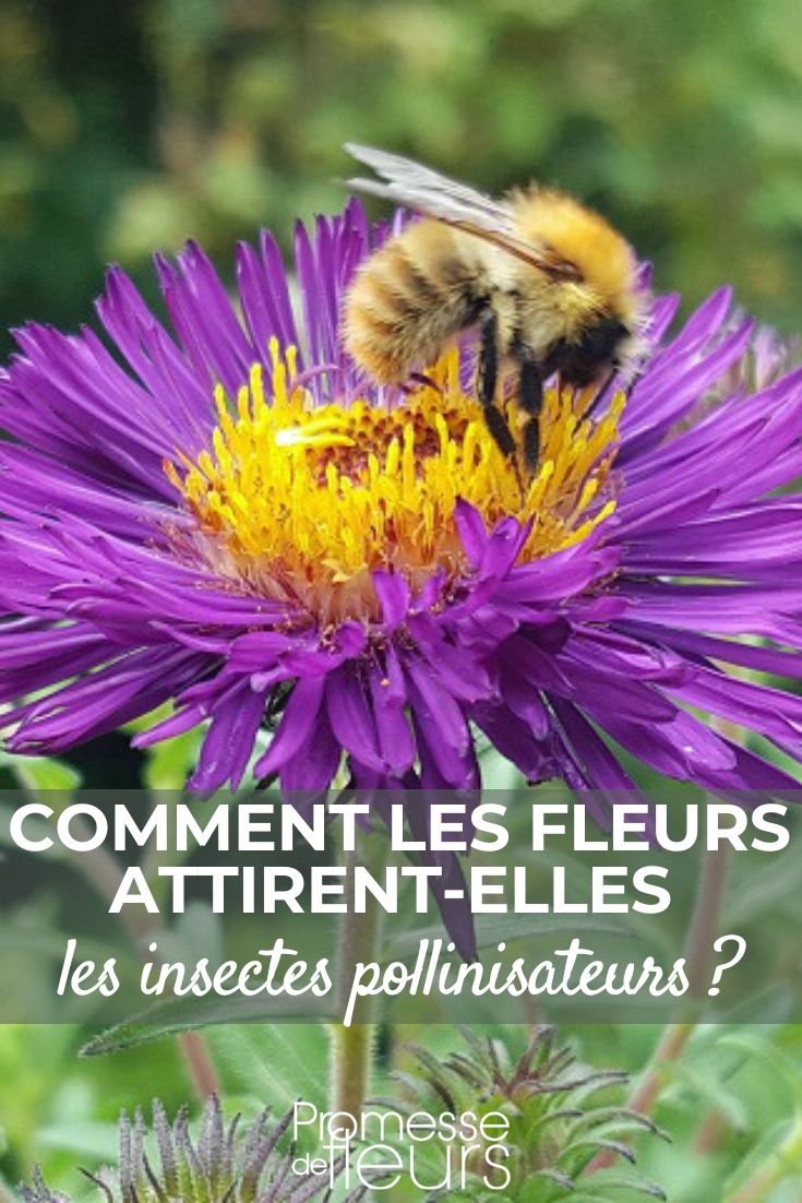 How do flowers attract pollinating insects?