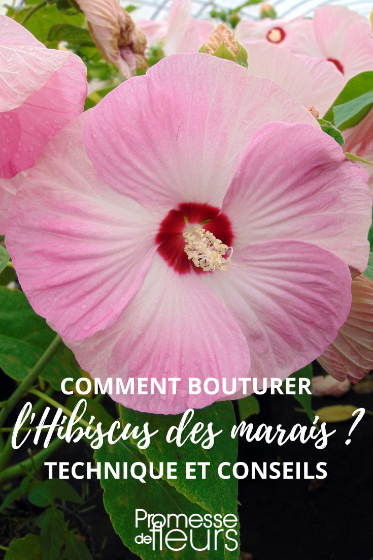 How to propagate Marsh Hibiscus by cuttings in a propagator?