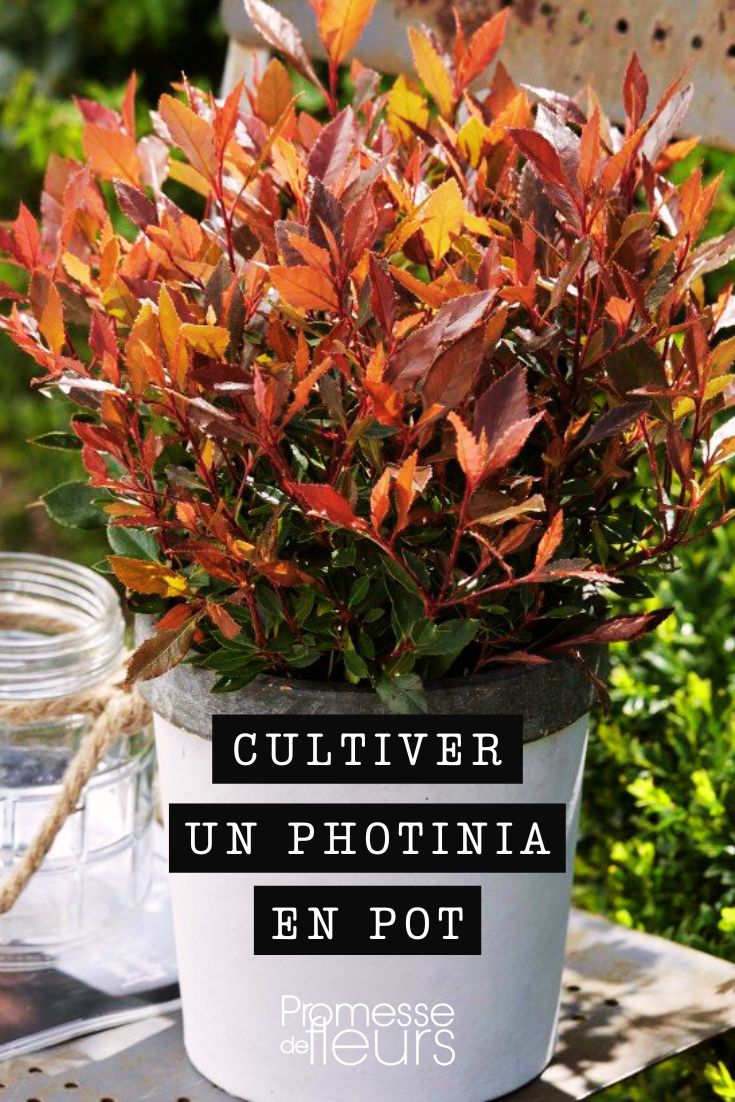 Growing Photinia in a Pot Tips for growing Photinia
Photinia is a beautiful shrub that is easy to grow in the garden. Here are some tips to help you successfully cultivate Photinia:
1. **Location**: Plant your Photinia in a sunny or partially shaded spot with well-draining soil.
2. **Watering**: Water your Photinia regularly, especially during dry periods. Make sure the soil is moist but not waterlogged.
3. **Pruning**: Prune your Photinia in late winter or early spring to maintain its shape and encourage new growth.
4. **Fertilizing**: Feed your Photinia with a balanced fertilizer in spring to promote healthy growth.
5. **Pests and Diseases**: Keep an eye out for common pests like aphids and scale insects. Treat any infestations promptly. Photinia is also susceptible to fungal diseases, so ensure good air circulation around the plant.
6. **Mulching**: Apply a layer of mulch around the base of your Photinia to help retain moisture and suppress weeds.
7. **Winter Protection**: In colder regions, consider protecting your Photinia from frost and cold winds.
By following these tips, you can enjoy a thriving Photinia shrub in your garden.