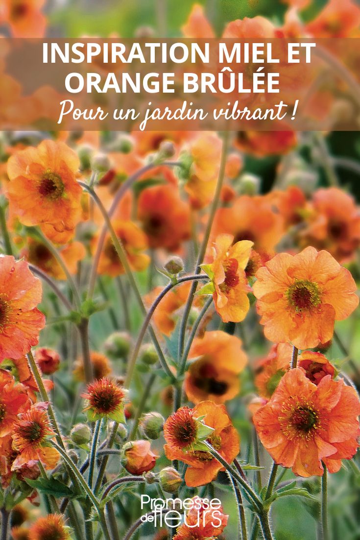 Honey and burnt orange inspiration for a vibrant and captivating garden orange hues in the garden trend
