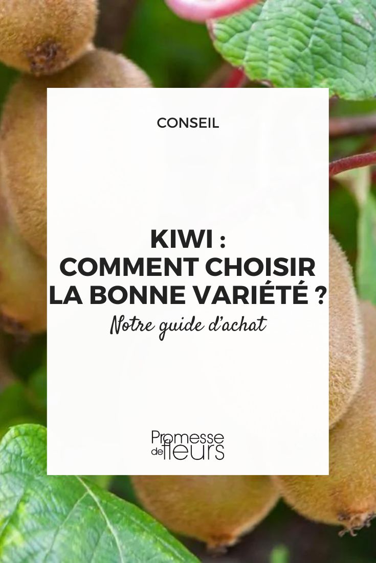 Kiwi: how to choose the right variety Our buying guide for your kiwi tree according to various criteria