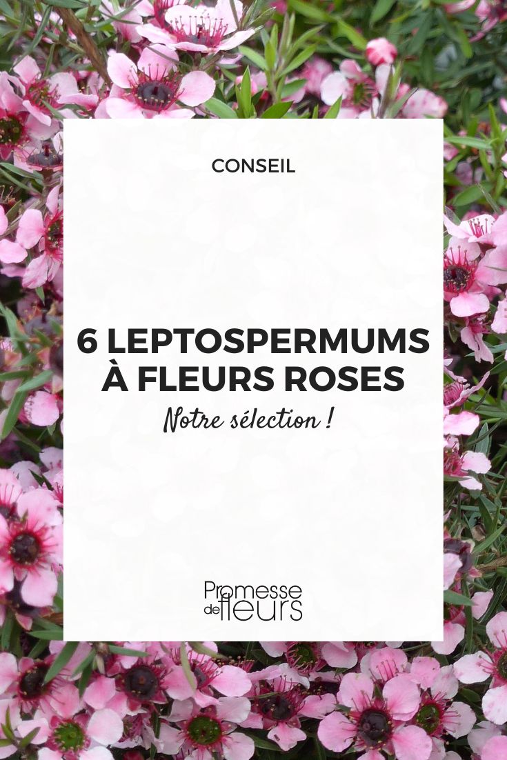 Heathland Tea Tree or New Zealand Myrtle