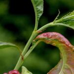 Identifying the main insect pests and diseases of fruit trees