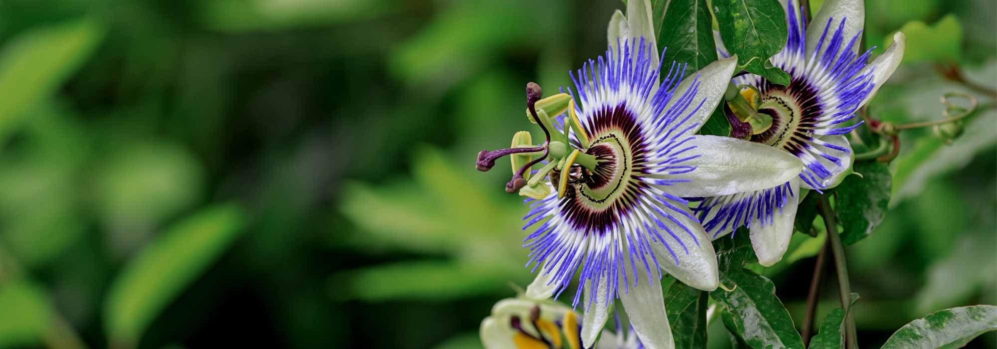 Passionflower: how to protect it from the cold?