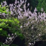 Discover the Paulownia, the champion tree for CO2 storage.