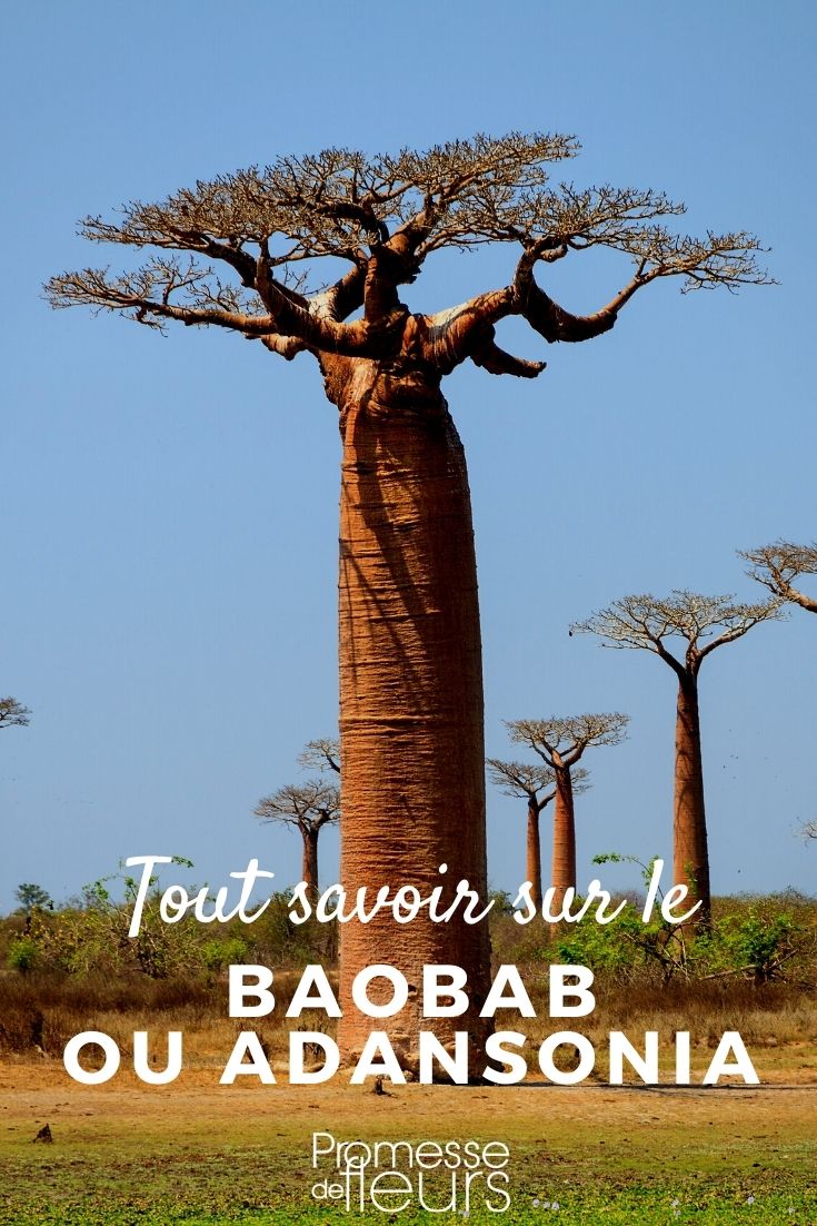 Baobab Baobab: Planting and Growing
Baobabs are majestic trees that can live for hundreds of years. Planting a baobab is a long-term commitment, as these trees grow slowly but steadily. Here are some tips for successfully planting and growing baobabs in your garden.
**Planting a Young Plant**
When planting a young baobab plant, choose a sunny location with well-draining soil. Dig a hole twice as wide and deep as the root ball. Place the plant in the hole, backfill with soil, and water thoroughly.
**Caring for Your Baobab**
Baobabs are drought-tolerant once established, but young plants need regular watering. Fertilize sparingly with a balanced fertilizer in spring and summer. Prune dead or damaged branches as needed.
**Protecting Your Baobab**
In colder climates, protect young baobabs from frost by covering them with a frost cloth. Mulch around the base of the tree to retain moisture and regulate soil temperature.
By following these tips, you can successfully plant and grow a beautiful baobab tree in your garden.