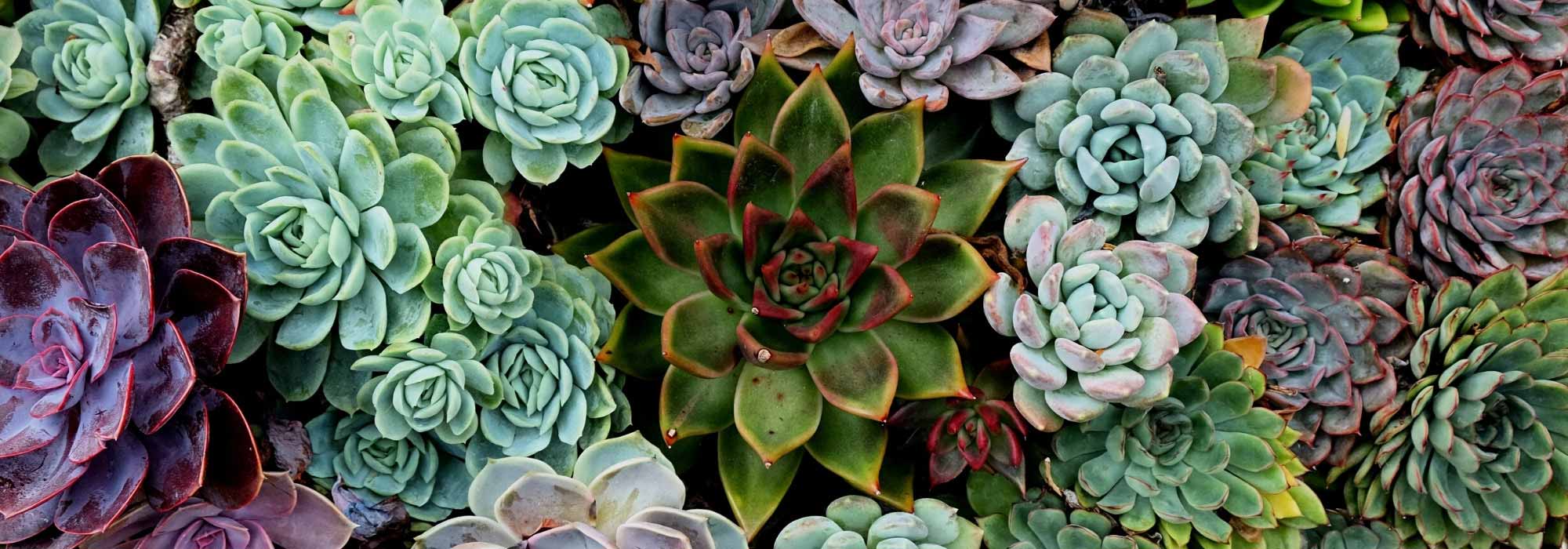 7 Easy-to-grow succulent plants