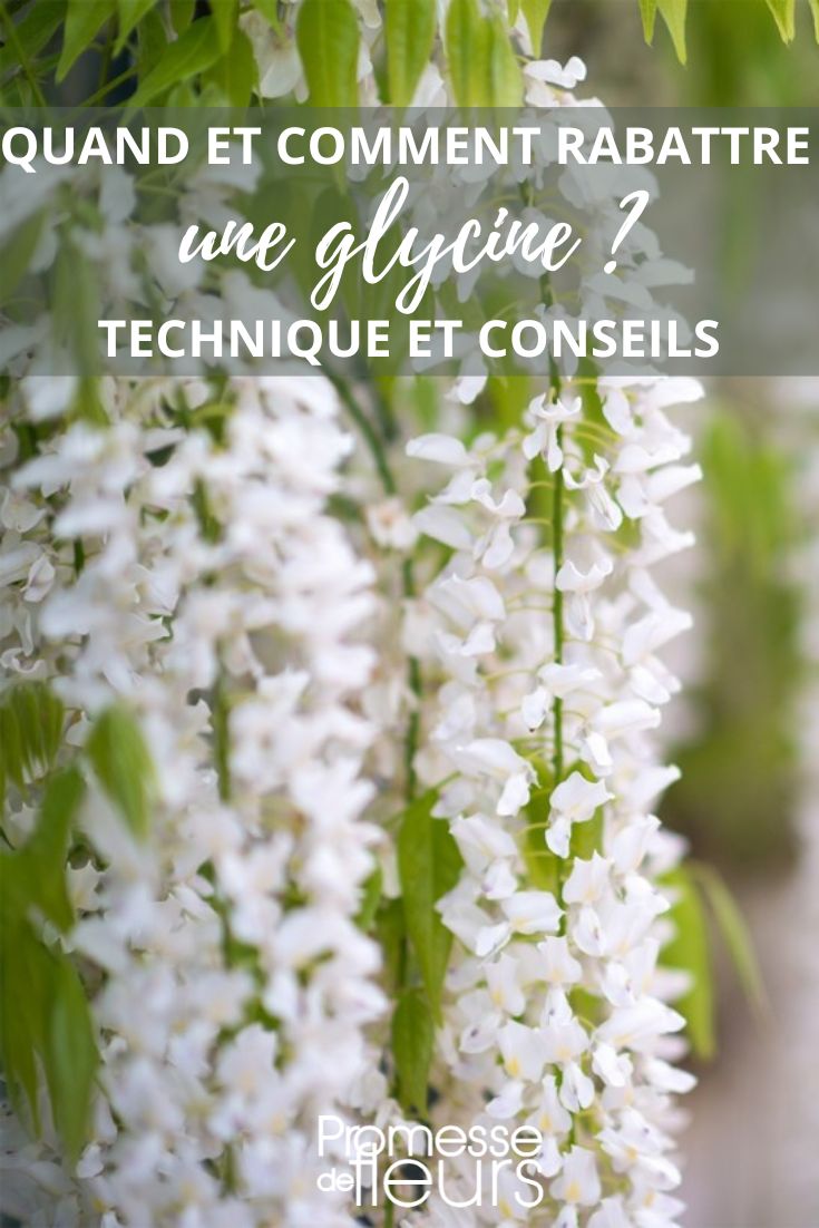 **Pruning a Wisteria**

Pruning a wisteria is essential to ensure abundant flowering and maintain a harmonious shape. Here are some tips to guide you in this task.

**When to Prune:**
- **Winter Pruning:** In winter, prune the wisteria to remove dead wood and shape the plant.
- **Summer Pruning:** In summer, after flowering, prune the new shoots to encourage the development of flower buds for the following year.

**How to Prune:**
- **Taille:** Start by cutting back the long shoots to about 20-30 cm from the main branches.
- **Removing Dead Wood:** Remove any dead or damaged wood to promote healthy growth.
- **Training:** Train the remaining shoots along a support structure to maintain a tidy appearance.

**Tools:**
- Use sharp **secateurs** to make clean cuts and prevent damage to the plant.

By following these pruning techniques, you can enjoy a beautiful and flourishing wisteria in your garden.