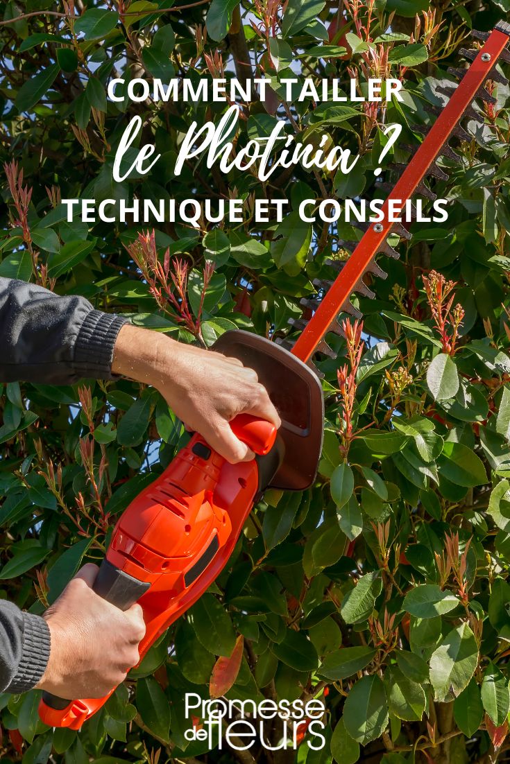 Maintaining Photinia