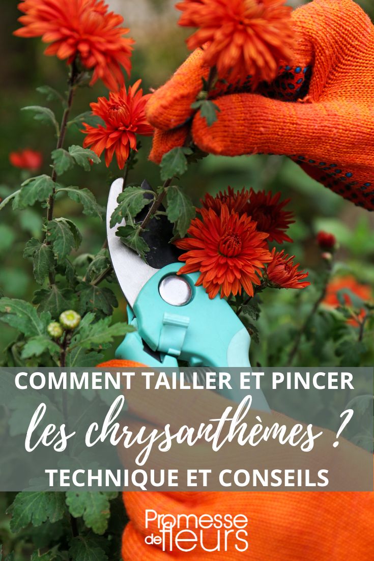 pruning chrysanthemums