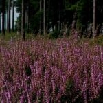 So-called heather soil or genuine heather soil: what are the differences?