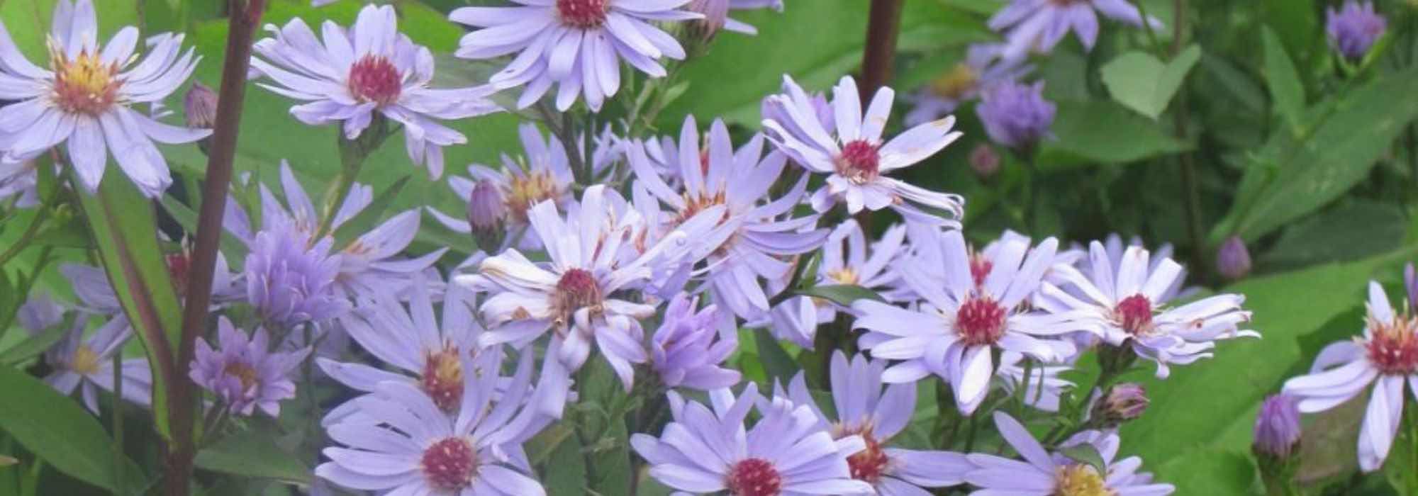 7 Early-flowering autumn asters