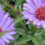 7 Double-flowered Asters to have in the garden