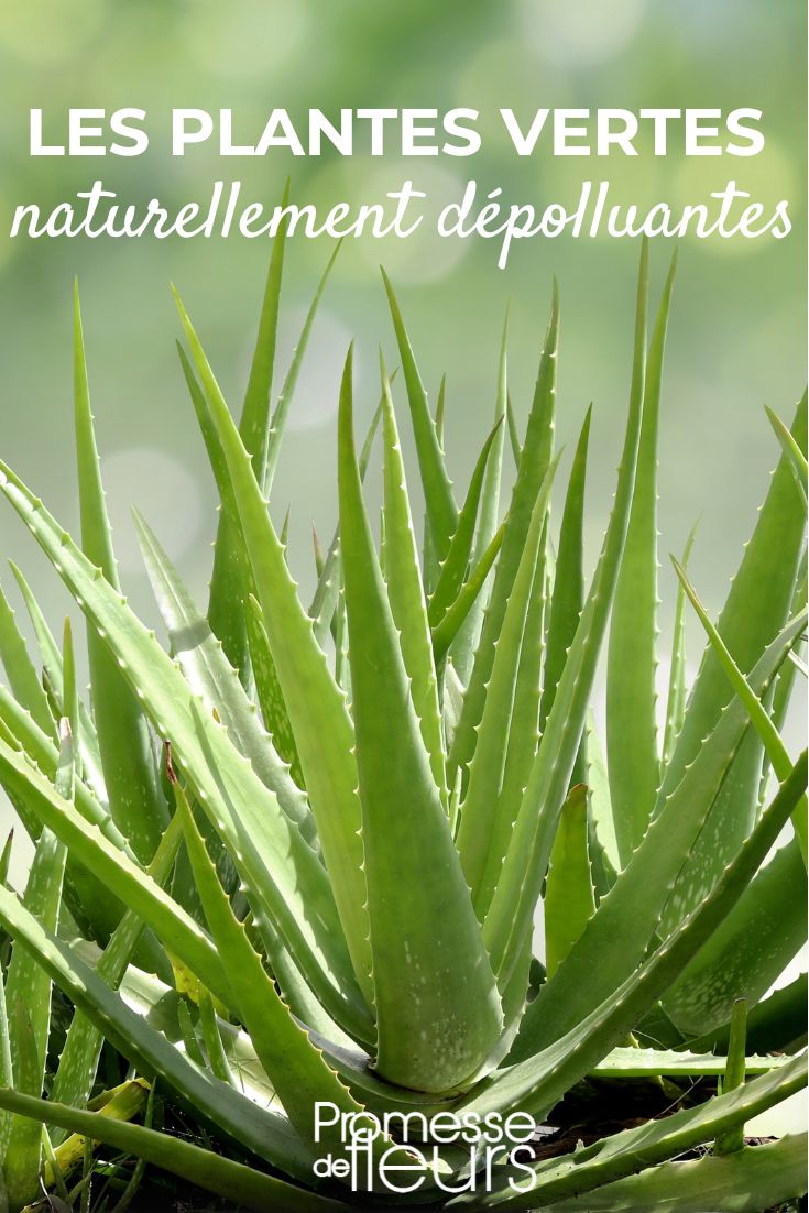 blog - Naturally Air-Purifying Green Plants Aloe vera