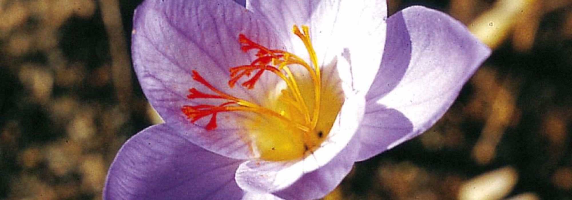 5 late autumn flowering bulbs