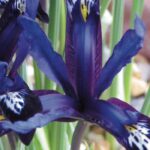 7 early spring-flowering bulbs
