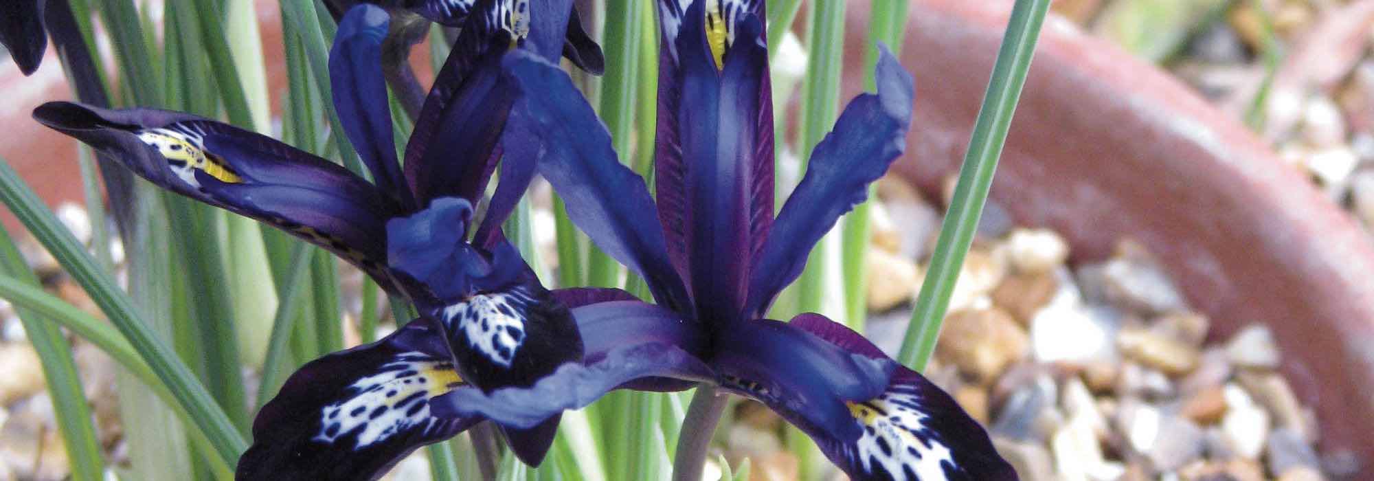 7 early spring-flowering bulbs