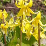 7 late winter flowering bulbs