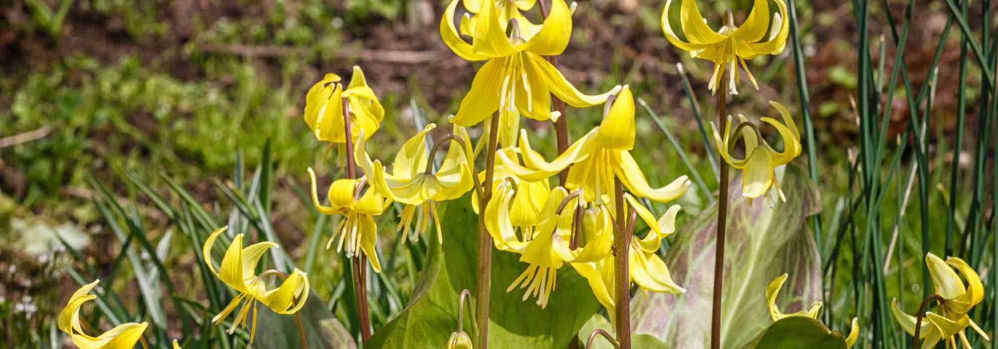 7 late winter flowering bulbs