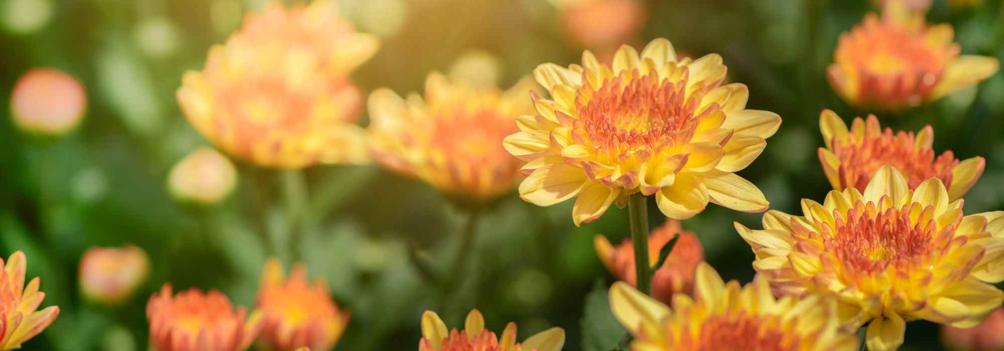 5 Chrysanthemums with yellow or orange flowers