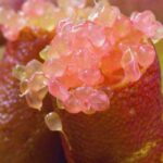 How to grow caviar lime in a pot?