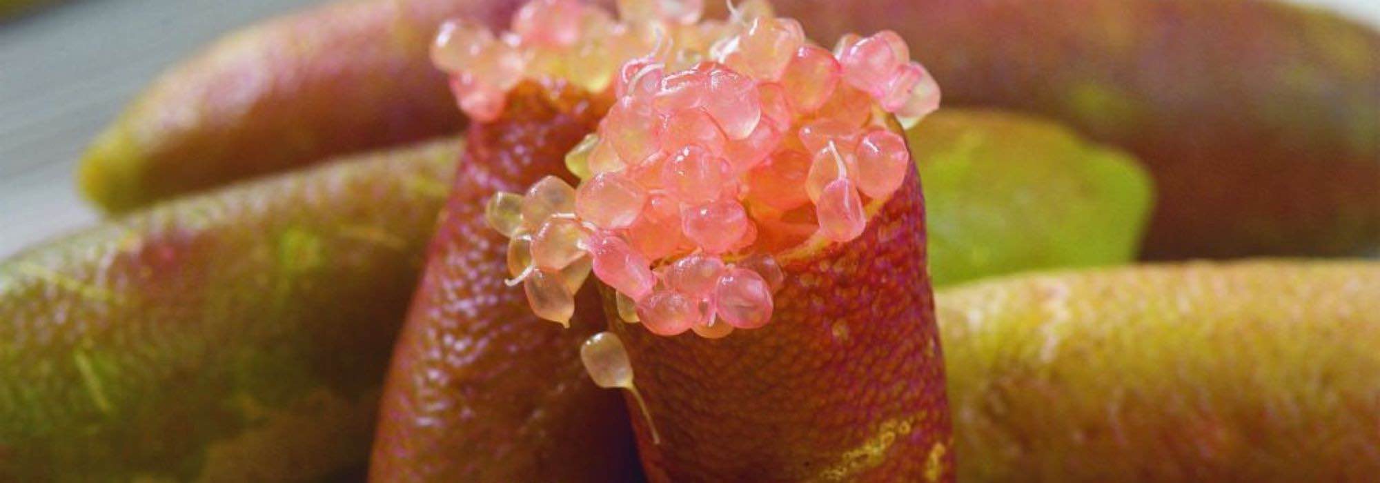 How to grow caviar lime in a pot?