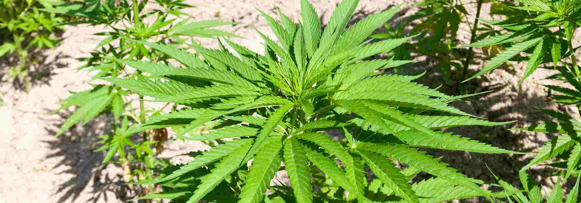 How to grow hemp?