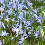 Mass planting of bulbs: why and how?