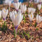 The best crocus varieties with white flowers for your garden.
