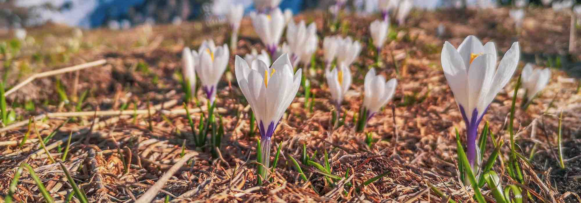 The best crocus varieties with white flowers for your garden.