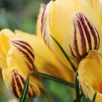 Yellow-flowered crocus: the best varieties