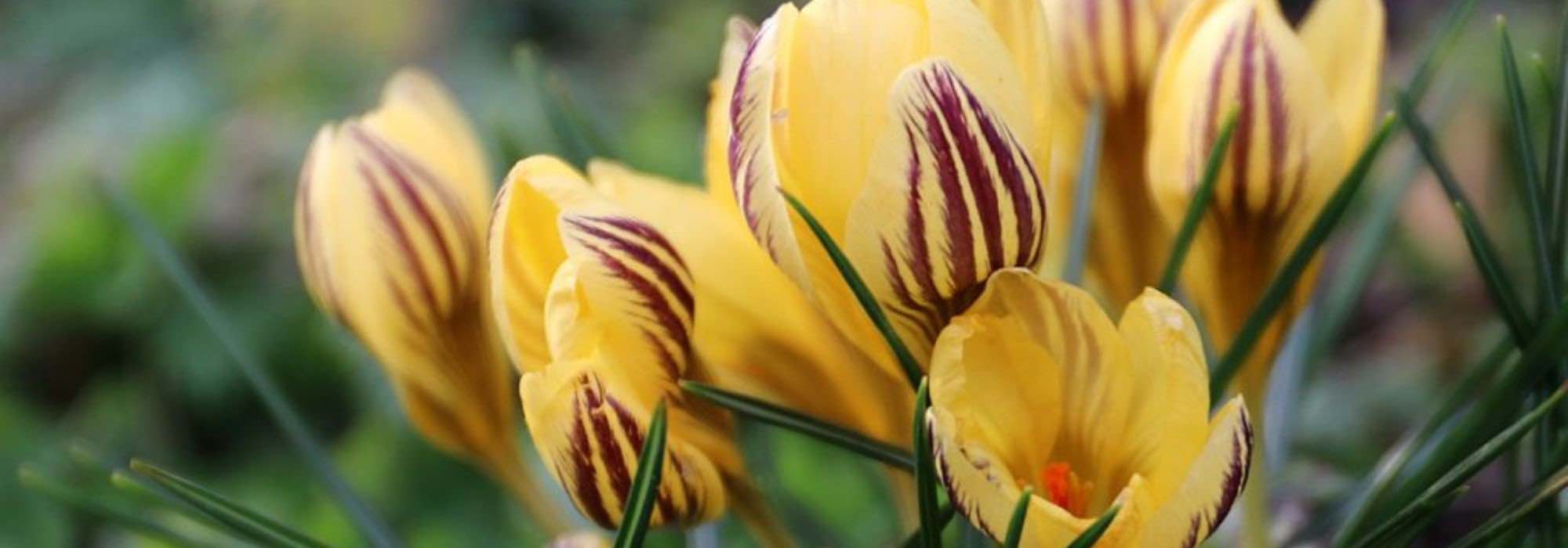 Yellow-flowered crocus: the best varieties