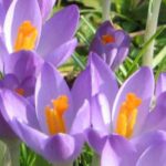 Top 5 purple-flowered crocus varieties for a colourful garden