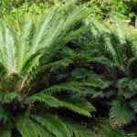 Diseases and pests of Cycas or the Japanese sago palm