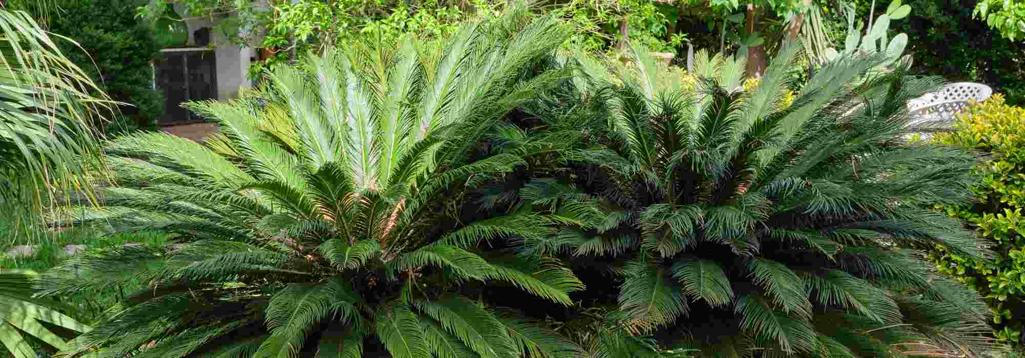 Diseases and pests of Cycas or the Japanese sago palm