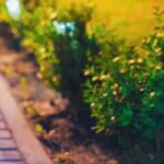 Solar energy in the garden