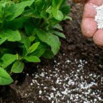 Universal or specific fertiliser: how to tell them apart?