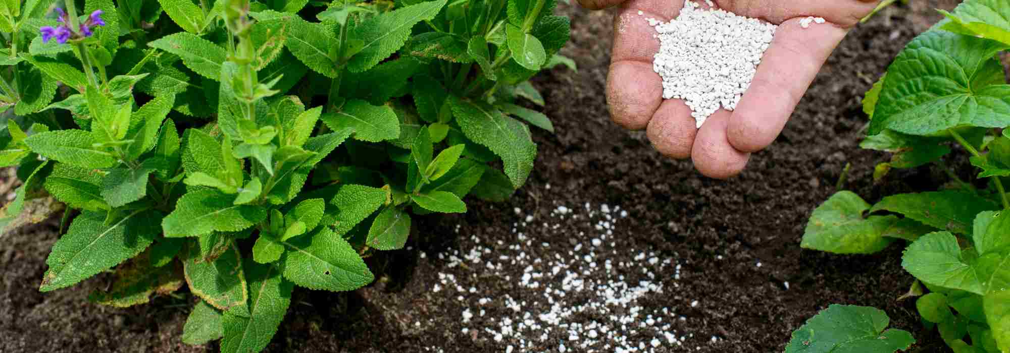 Universal or specific fertiliser: how to tell them apart?