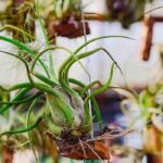 Epiphytic plants: aerial wonders that live without soil