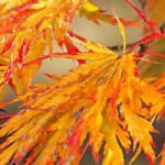Japanese maples: the most beautiful autumn colours