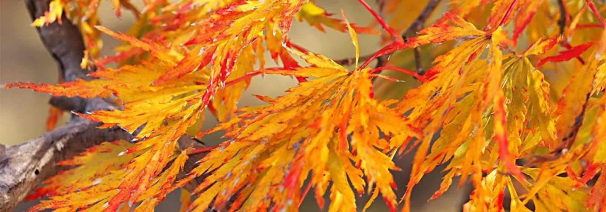 Japanese maples: the most beautiful autumn colours