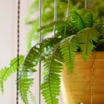 Growing ferns indoors