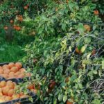 11 hardy fruit trees for winter cold