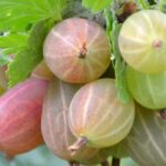 Bare-rooted small fruit trees: cheaper plants for a quick harvest