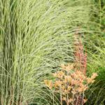 Create privacy in your garden with ornamental grasses